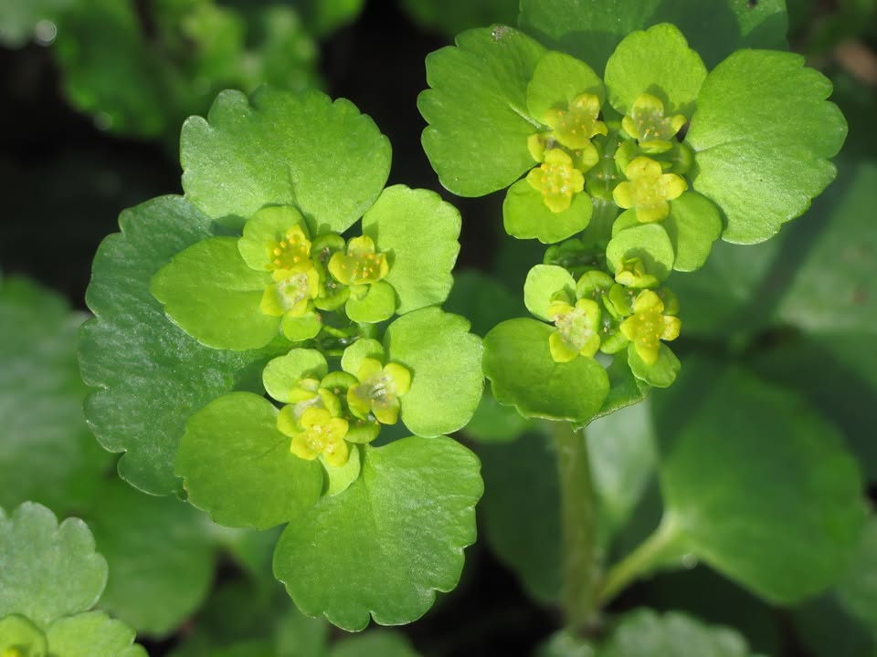 Basiscursus planten