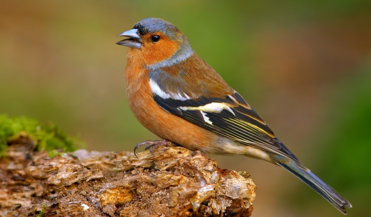 Muziek in de natuur