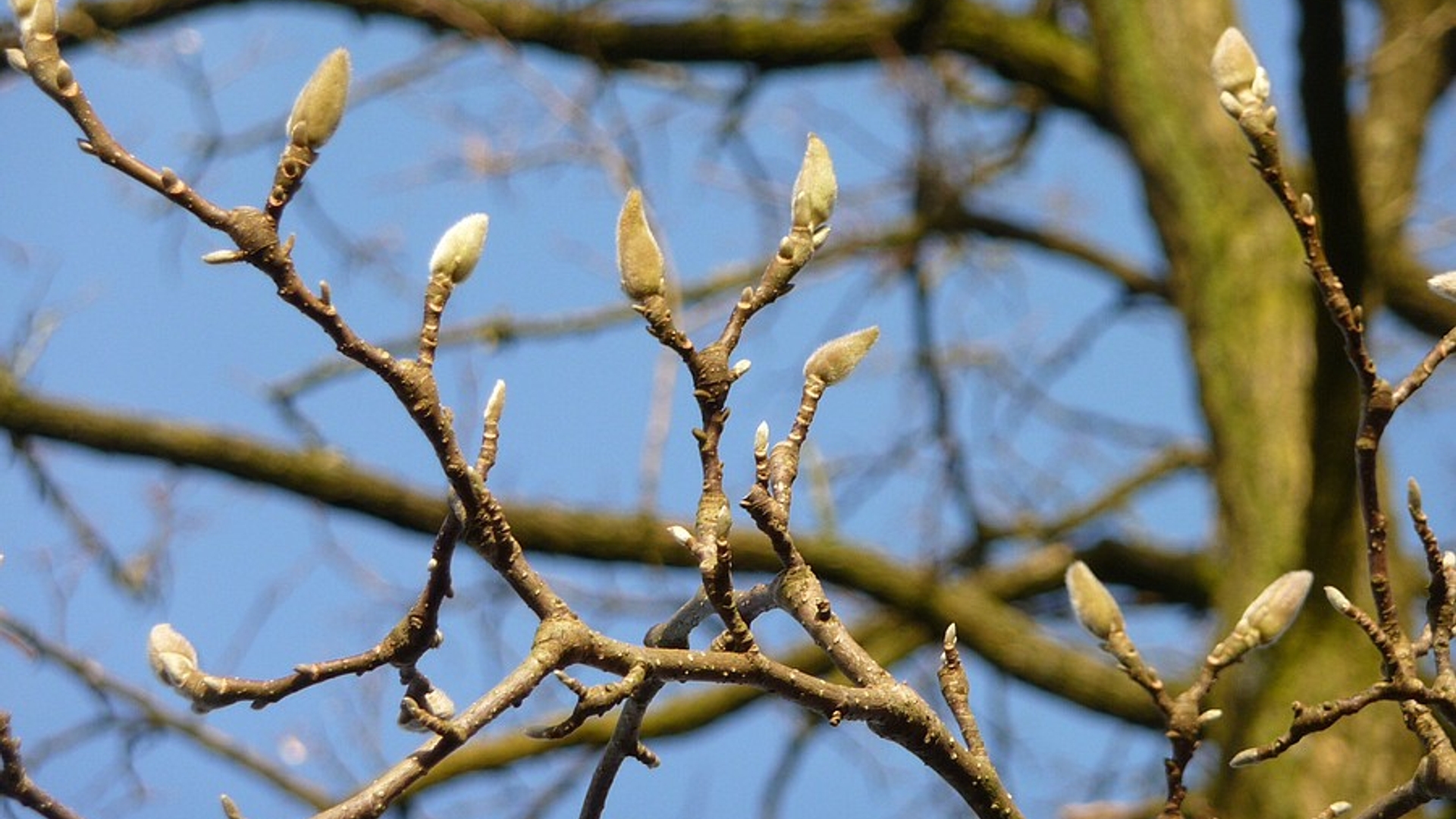 Winterkenmerken van bomen